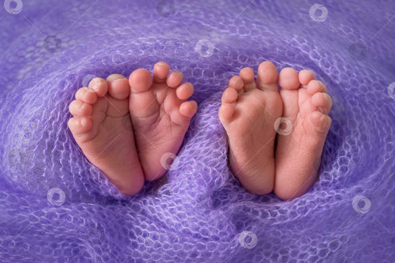 Скачать ножки ребенка на сиреневом фоне, близнецы, место для текста, рождение ребенка. Концепция счастливой семьи. Прекрасный концептуальный образ материнства. ноги близнецов фотосток Ozero