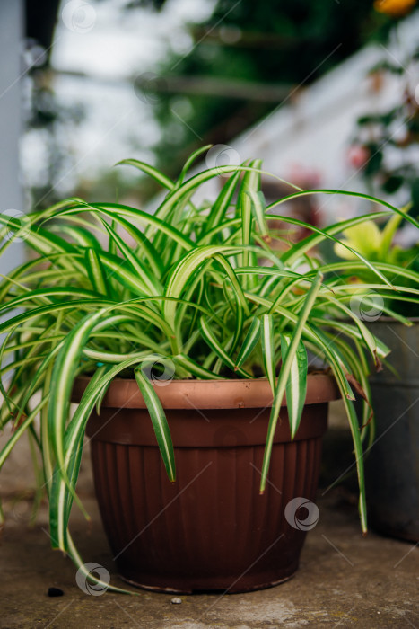 Скачать Паутинное растение или Chlorophytum bichetii (Karrer) высаживают в коричневый горшок. Комнатное растение. Горшок с растением на улице, во дворе дома. фотосток Ozero