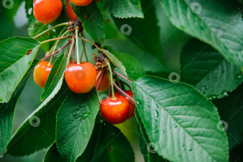 Скачать Крупный план спелой желтой вишни, ягоды висят на ветке дерева. Сочные зеленые листья. Фруктовый сад. фотосток Ozero