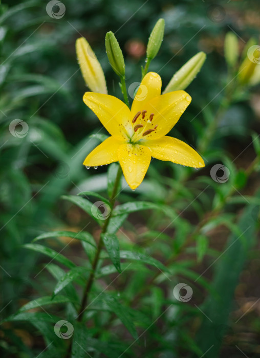 Скачать Крупный план цветка желтой лилии. Гемерокаллис также называют лимонной лилией, желтым лилейником, Hemerocallis flava. Естественный фон. Цветок в саду после дождя. фотосток Ozero