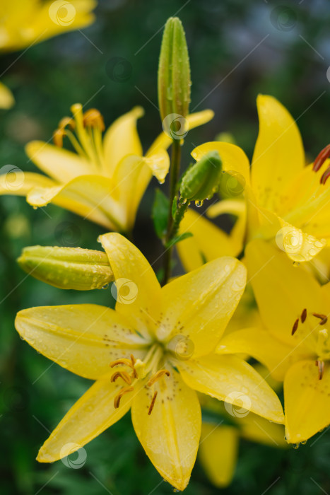Скачать Крупный план цветка желтой лилии. Гемерокаллис также называют лимонной лилией, желтым лилейником, Hemerocallis flava. Естественный фон. Цветок в саду после дождя. фотосток Ozero