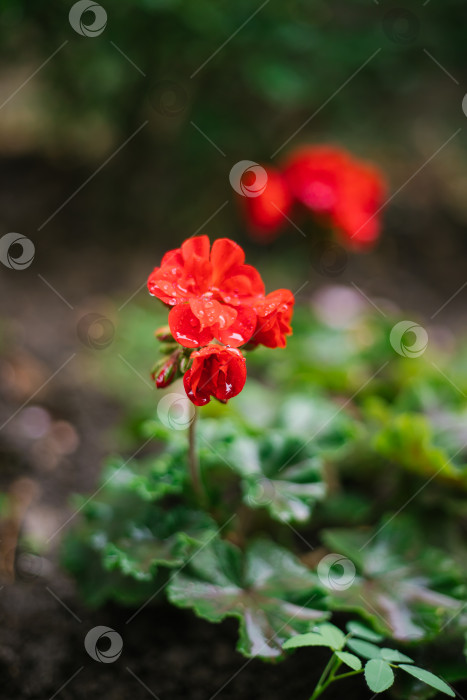 Скачать Красная пеларгония. Цветы красной герани в летнем саду. Яркая пеларгония крупным планом. Комнатное растение. фотосток Ozero