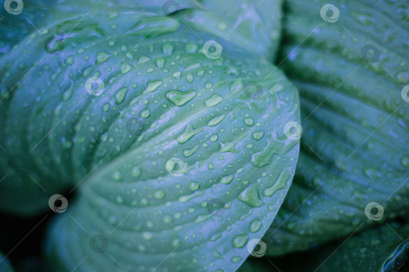 Скачать Фон из зеленых листьев цветка лилии. Текстура мокрых листьев под дождем. фотосток Ozero