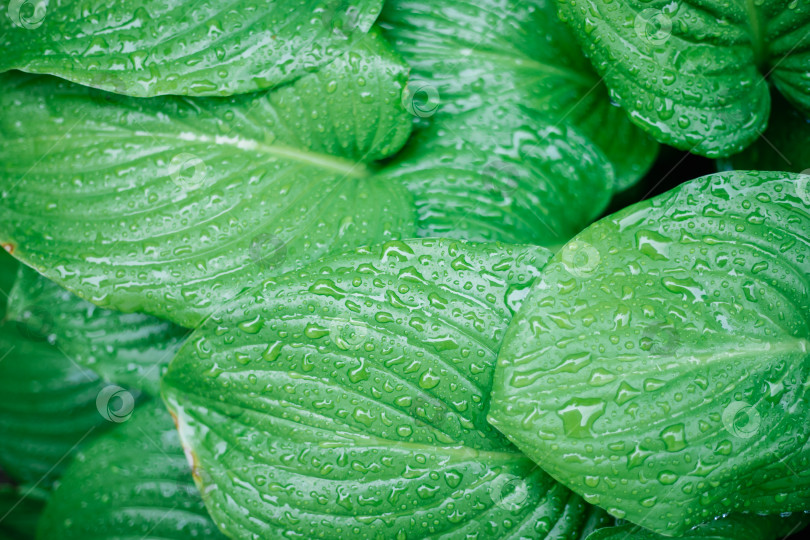 Скачать Фон из зеленых листьев цветка лилии. Текстура мокрых листьев под дождем. фотосток Ozero