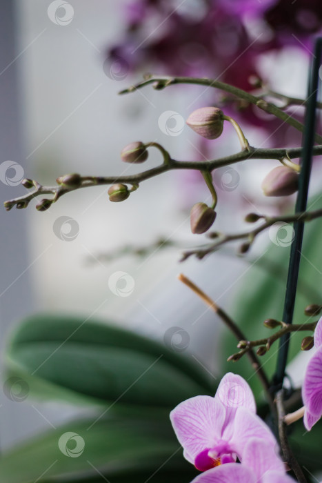 Скачать Розовый цветок и листья орхидеи фаленопсис в цветочном горшке на подоконнике в доме. Уход за комнатным растением. фотосток Ozero