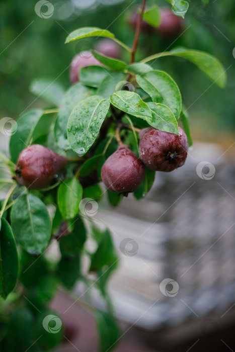 Скачать Незрелые органические груши бордового цвета на ветвях дерева в фруктовом саду, вид крупным планом. Выращивание сельскохозяйственных растений, свежих фруктов. Концепция агробизнеса и производства продуктов питания. фотосток Ozero