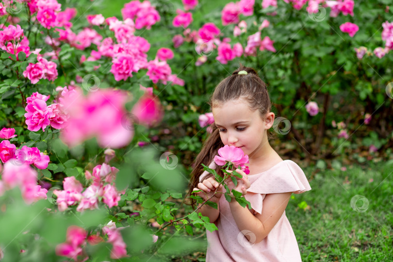 Скачать Девочка 5-6 лет среди роз в парке нюхает цветы фотосток Ozero
