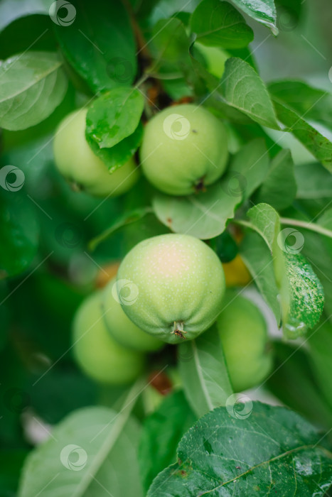Скачать Незрелые зеленые яблоки на ветвях деревьев в фруктовом саду, вид крупным планом. Выращивание сельскохозяйственных растений, свежих фруктов. Концепция агробизнеса и производства продуктов питания. фотосток Ozero