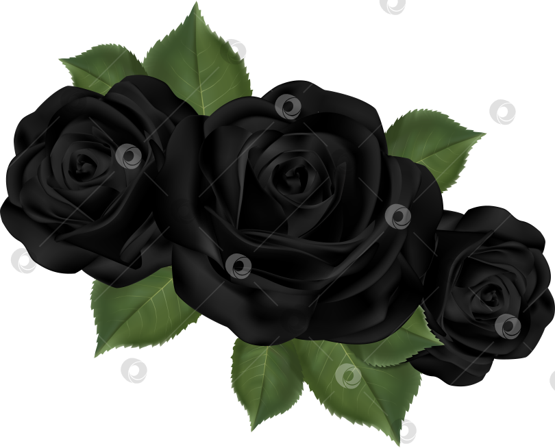 Скачать Чёрные розы фотосток Ozero