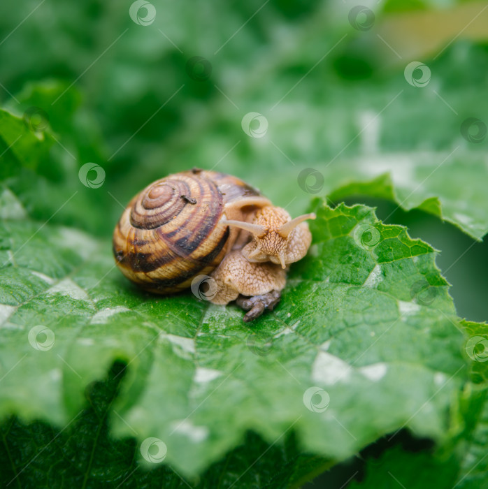 Скачать Бордовые улитки (Helix pomatia) крупным планом на большом зеленом листе. Съедобная улитка (Helix pomatia) - распространенная крупная европейская сухопутная улитка. Красота заложена в природе. фотосток Ozero