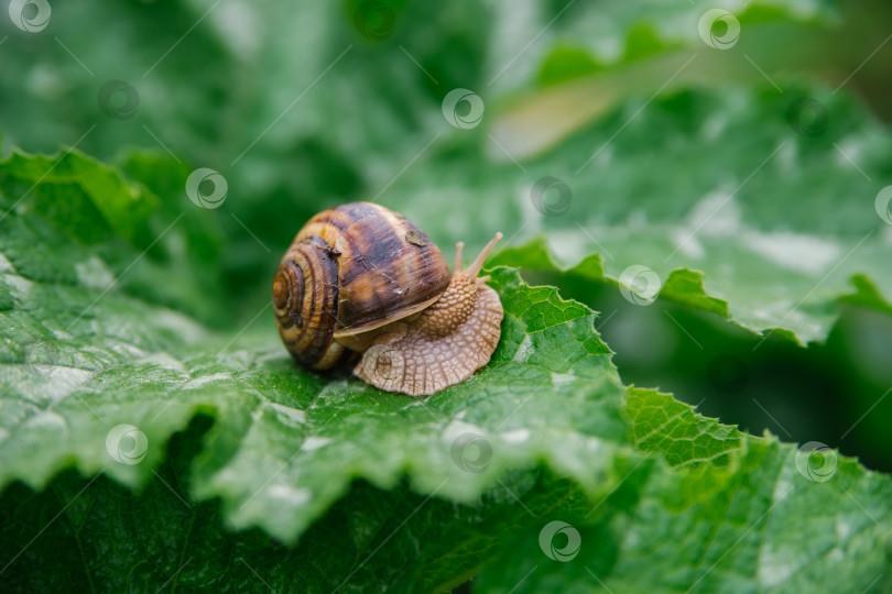 Скачать Бордовые улитки (Helix pomatia) крупным планом на большом зеленом листе. Съедобная улитка (Helix pomatia) - распространенная крупная европейская сухопутная улитка. Красота заложена в природе. фотосток Ozero