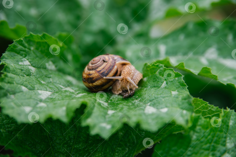 Скачать Бордовые улитки (Helix pomatia) крупным планом на большом зеленом листе. Съедобная улитка (Helix pomatia) - распространенная крупная европейская сухопутная улитка. Красота заложена в природе. фотосток Ozero