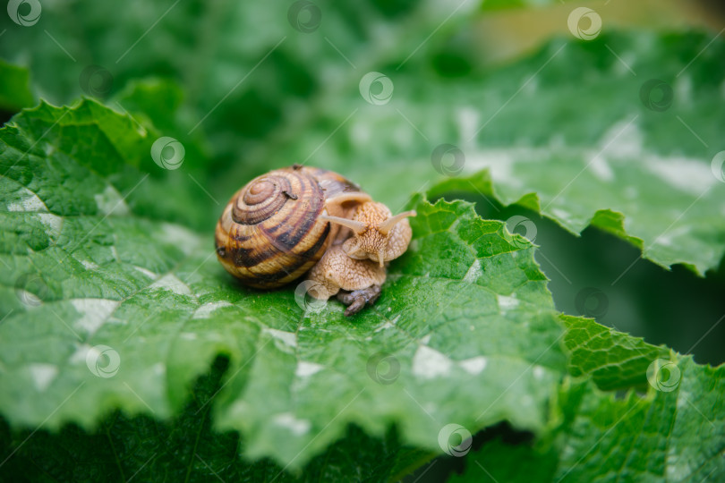 Скачать Бордовые улитки (Helix pomatia) крупным планом на большом зеленом листе. Съедобная улитка (Helix pomatia) - распространенная крупная европейская сухопутная улитка. Красота заложена в природе. фотосток Ozero