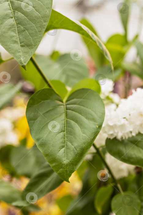 Скачать Ветка белых сиреневых цветов с листьями, естественный весенний фон фотосток Ozero