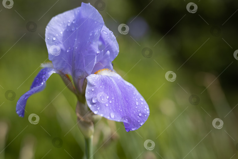 Скачать Цветок бородатого ириса (Iris germanica) с каплями дождя на зеленом естественном фоне. В саду растут голубые цветы ириса. Закрыть фотосток Ozero