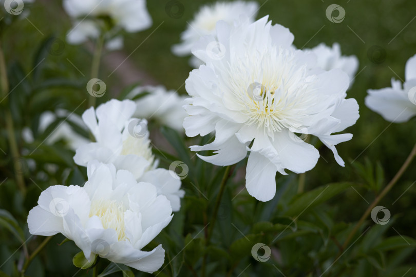 Скачать Нежный белый цветок пиона, распускающийся в летнем саду. Пейония молочноцветковая фотосток Ozero