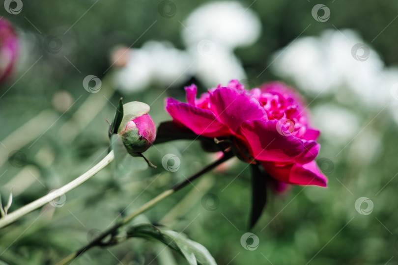 Скачать Ярко-розовый цветок пиона с распускающимся бутоном в летнем саду на зеленом фоне с белыми пионами. Пейония молочноцветковая фотосток Ozero