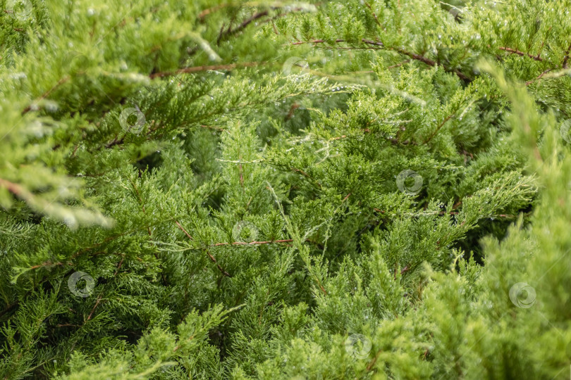 Скачать Зеленая среда, наполненная соснами фотосток Ozero