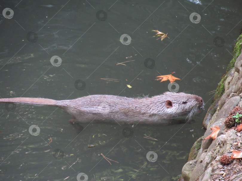 Скачать водяная крыса ондатра фотосток Ozero