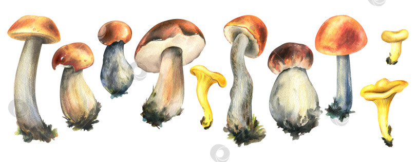 Скачать Лесные съедобные грибы - подберезовики и лисички. Акварельная иллюстрация, нарисованная от руки. Набор изолированных объектов на белом фоне. фотосток Ozero