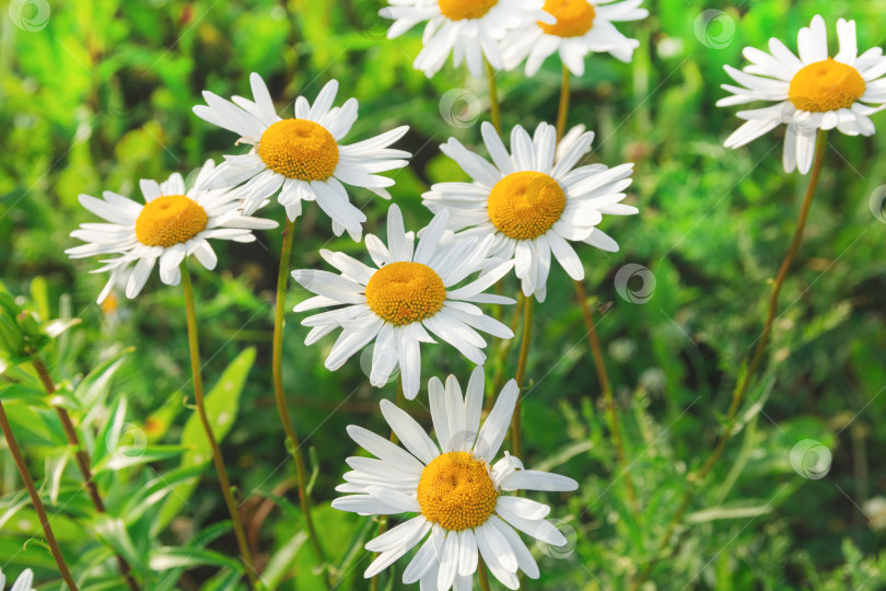 Скачать Крупные цветы белой ромашки в саду на открытом воздухе фотосток Ozero