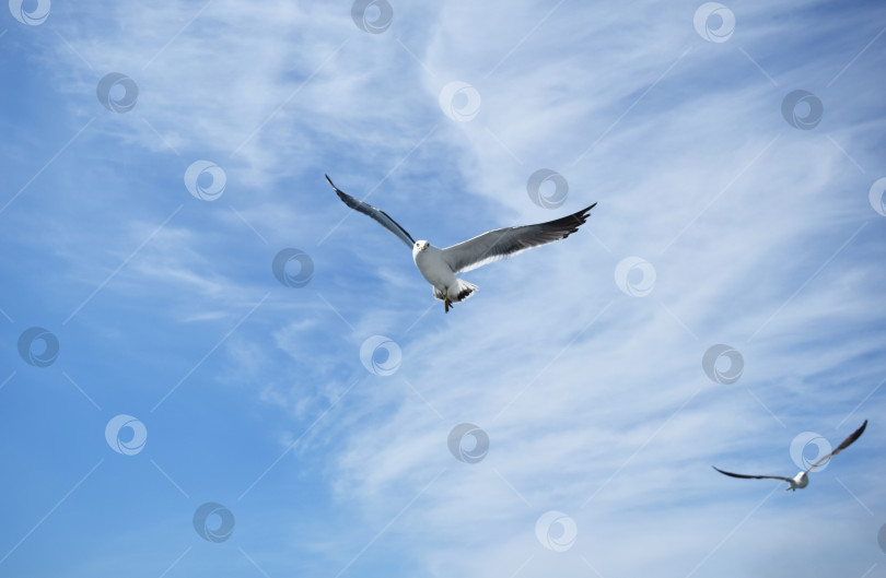 Скачать чайки, летящие в голубом небе фотосток Ozero