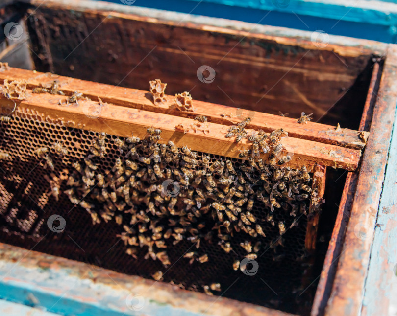Скачать Концепция пчеловодства. Экологически чистые продукты. Крупный план улья с летающими пчелами. Пасека. Хобби и фермерство. Полезные насекомые. фотосток Ozero