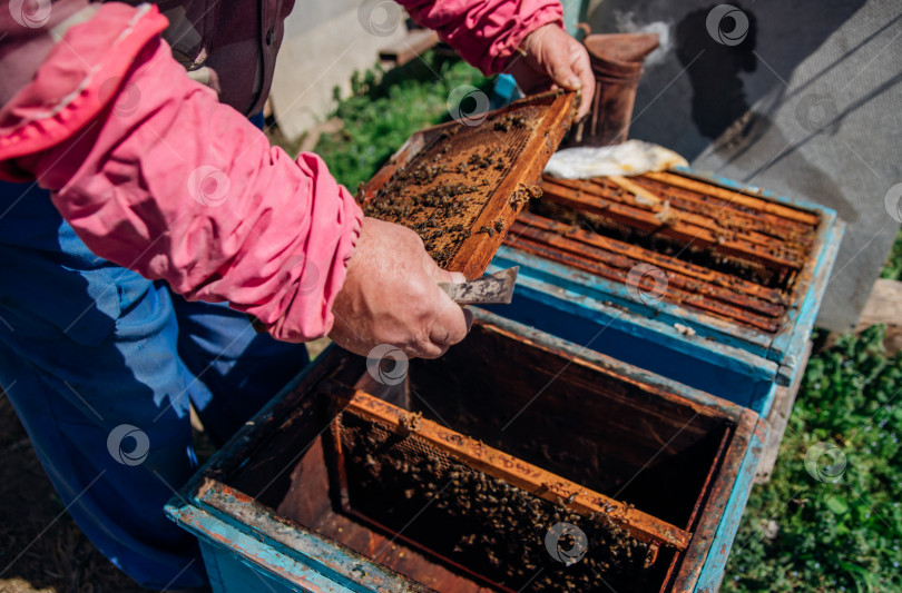 Скачать Пчеловод работает на пасеке. Пчеловод в защитном костюме работает с ульем. Концепция пчеловодства. Экологически чистые продукты. Крупный план мужских рук. фотосток Ozero