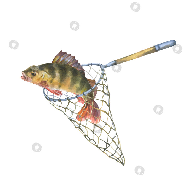 Скачать Акварельная иллюстрация: рыба, пойманная в рыболовную сеть. Окунь, запутавшийся в рыболовной сети, выделен на белом фоне. Вырежьте элемент клипарт-арта для дизайна, открыток, наклеек, скрапбукинга, плаката. фотосток Ozero