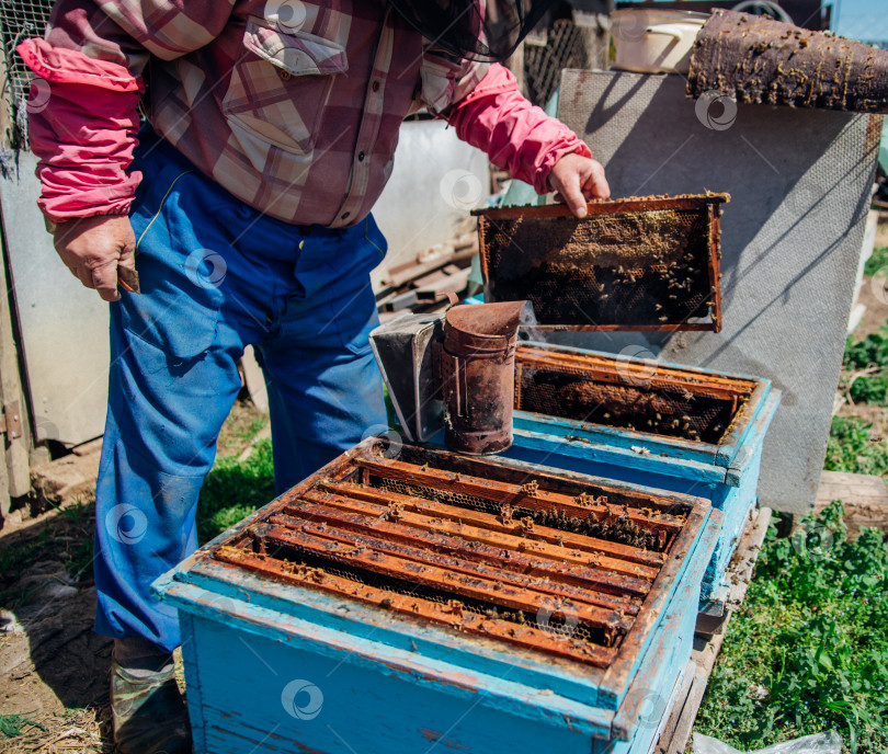 Скачать Пчеловод работает на пасеке. Пчеловод в защитном костюме работает с ульем. Концепция пчеловодства. Экологически чистые продукты. Крупный план мужских рук. фотосток Ozero