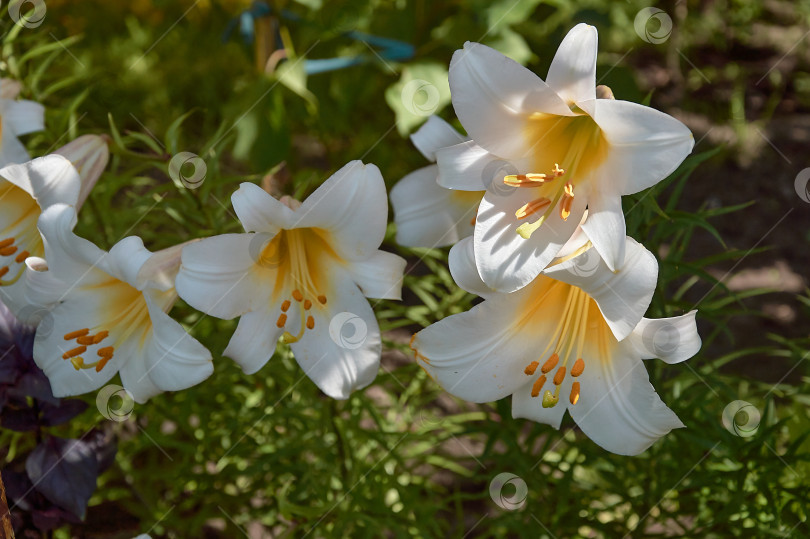 Скачать В летнем саду растут цветы белой лилии. фотосток Ozero