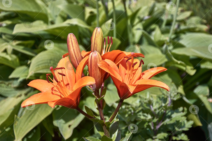 Скачать В летнем саду растут цветы оранжевой лилии. фотосток Ozero