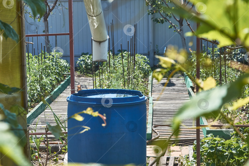 Скачать Синяя пластиковая бочка для сбора дождевой воды в саду. фотосток Ozero