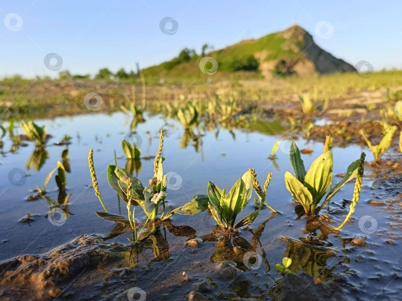 Скачать Подорожники в воде в лучах солнца фотосток Ozero