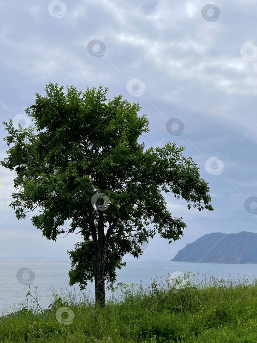 Скачать Дерево у озера Байкал, Россия фотосток Ozero