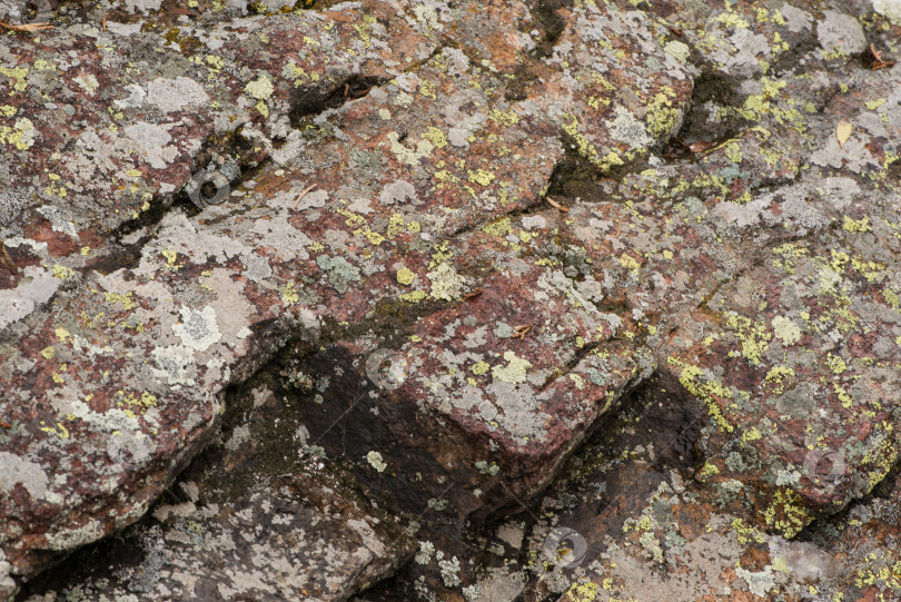 Скачать мох на камне фотосток Ozero