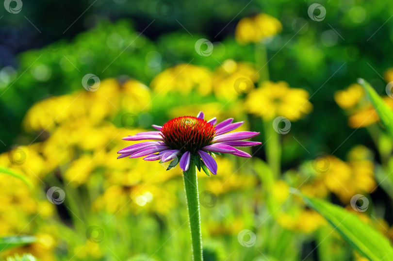 Скачать Яркие цветы в саду фотосток Ozero