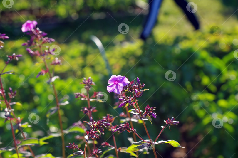 Скачать бледно-фиолетовый цветок в тени фотосток Ozero