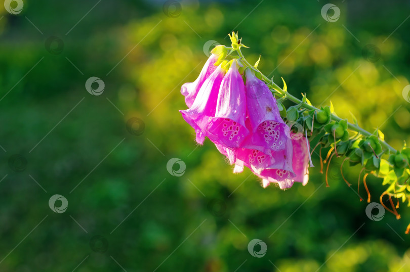 Скачать бледно-фиолетовый цветок в тени фотосток Ozero