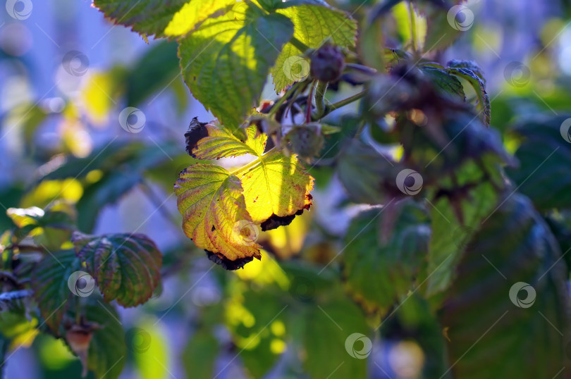 Скачать Листья малины вечером в саду фотосток Ozero