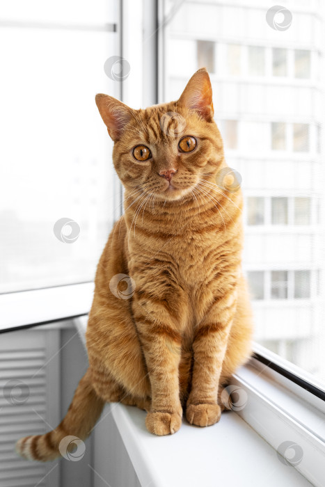 Скачать Большой взрослый симпатичный рыжий кот сидит на подоконнике фотосток Ozero