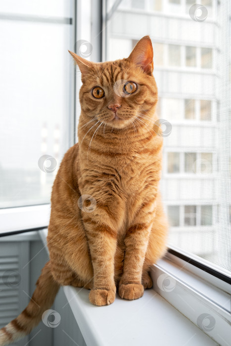 Скачать Большой взрослый симпатичный рыжий кот сидит на подоконнике фотосток Ozero