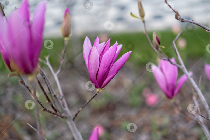 Скачать Весенний фон. Красивое цветущее розовое дерево - магнолия фотосток Ozero