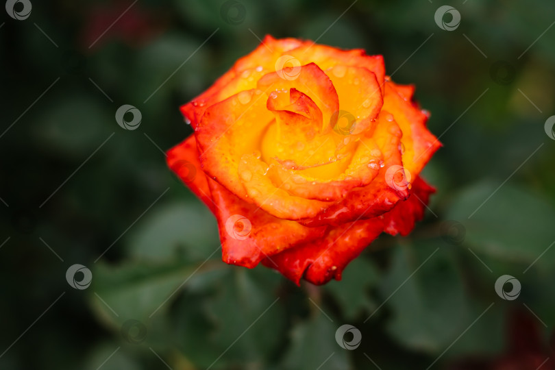Скачать Цветок розы желтый. Раскрытый бутон цветка с каплями дождя или росы на лепестках. фотосток Ozero