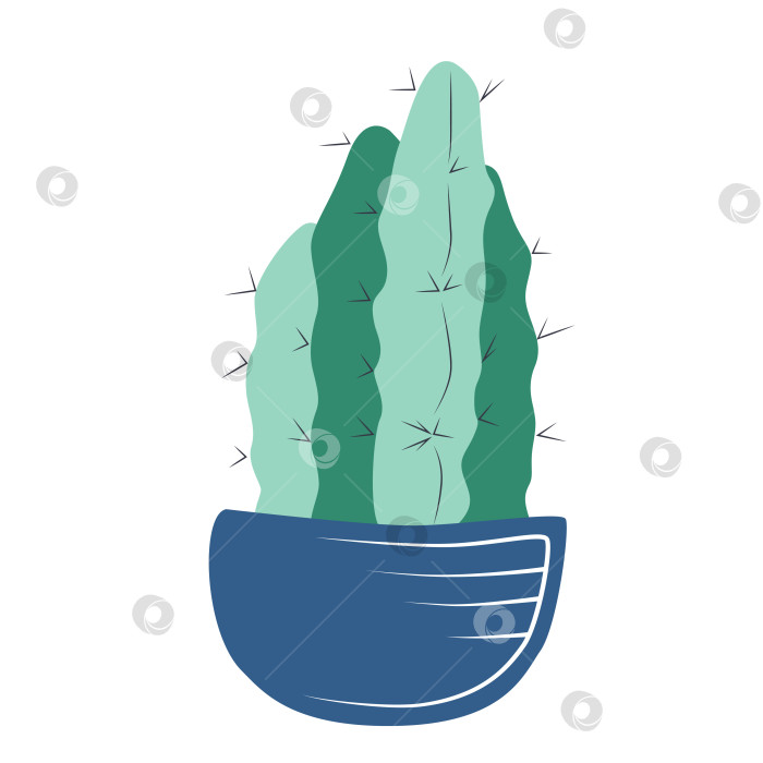 Скачать Зеленый домашний кактус в синем горшке фотосток Ozero