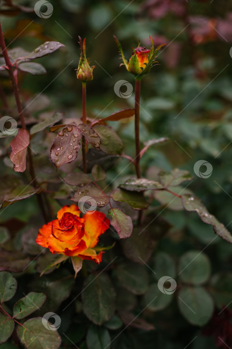 Скачать Цветок розы желтый. Раскрытый бутон цветка с каплями дождя или росы на лепестках. фотосток Ozero