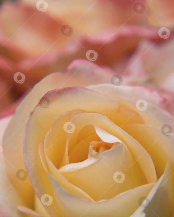 Скачать Макросъемка розовой розы с красивыми лепестками. Цветочный б фотосток Ozero