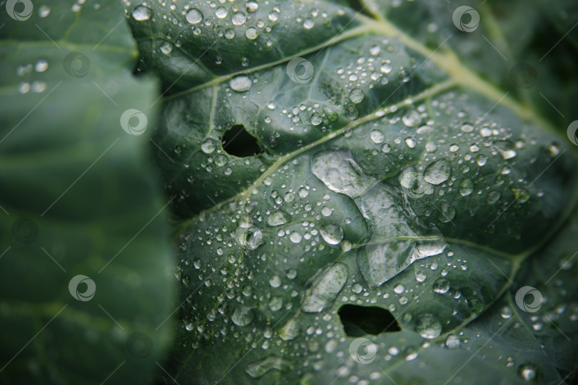 Скачать На огороде растет зеленая свежая капуста. Крупные капустные листья мокрые от дождя. фотосток Ozero