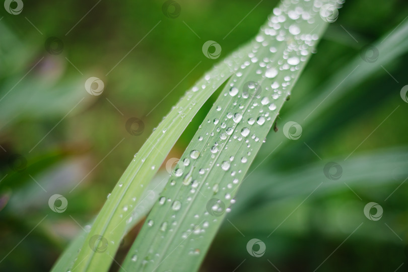 Скачать Капли дождя или росы на тонких зеленых листьях. Красота заложена в природе. Свет преломляется через капли. фотосток Ozero