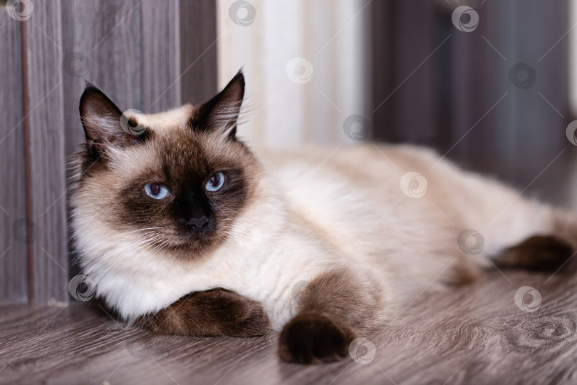 Скачать Красивая молодая сиамская домашняя кошка с голубыми глазами фотосток Ozero